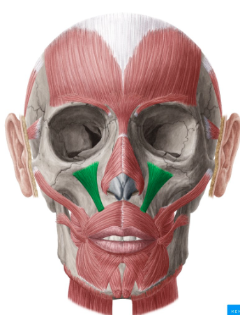 <p>Origin: Maxilla</p><p>Insertion: Skin and orbicularis oris of the upper lip</p><p>Action: Raises upper lip like a sneer.</p>