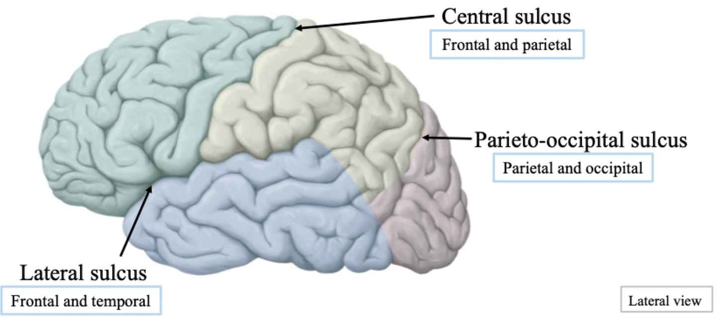 <p>Major sulci are usually deeper, more pronounced and travel full length/width of brain until it reaches the next lobe</p>