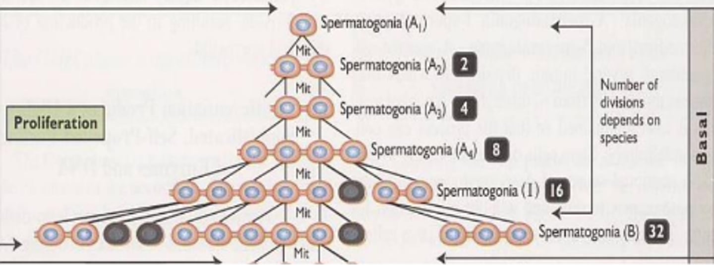 <p>spermatocytogenesis</p><p>mitotic divisions</p><p>puberty</p><p>spermatogonia B</p><p>cross BTB</p>