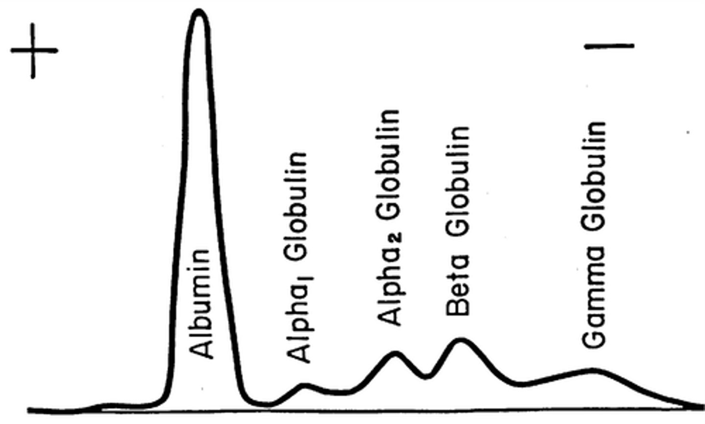 <p>alpha, beta, gamma</p>