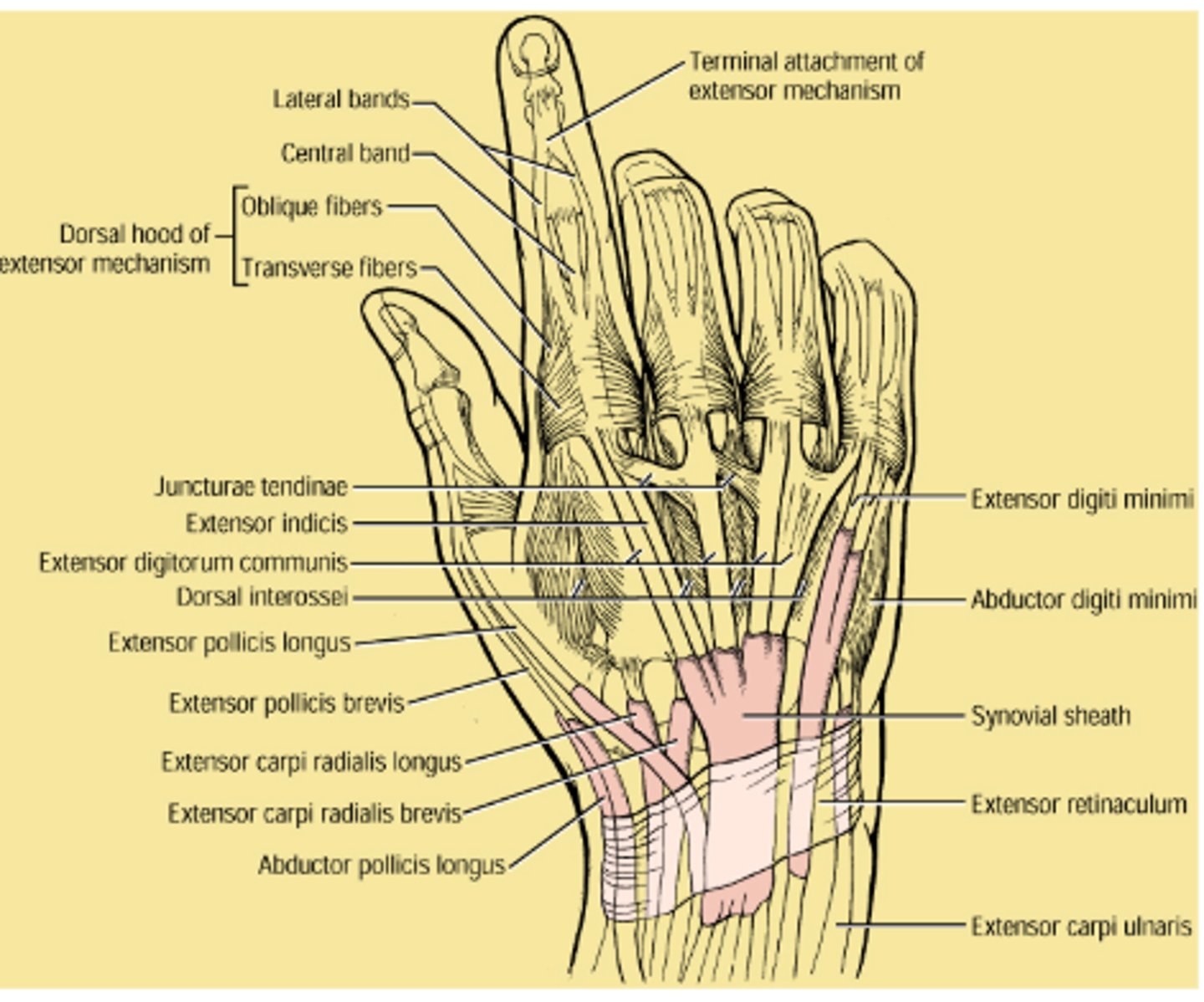 <p>1: Abd.poll.longus, EPB: I. ujj abductio, extensio </p><p>2: ECRL, ECRB: dorsalflexio és radialdeviatio -Lister tuberculumtól radialisan tapi</p><p>3: EPL: I. ujj IP flexioban és extensiot kérünk - Lister tuberculumtól radialisan tapi</p><p>4: Ext.dig.communis, Ext.indicis proprius: PIP, DIP flexioban és MCP extensiot kérünk (II-III-IV ujj) > ld. "csirkeláb"</p><p>5: Ext.dig.min.: tenyér az asztalon, kisujj extensio</p><p>6: Ext. carpi ulnaris: dorsalflexio + ulnardeviatio</p>