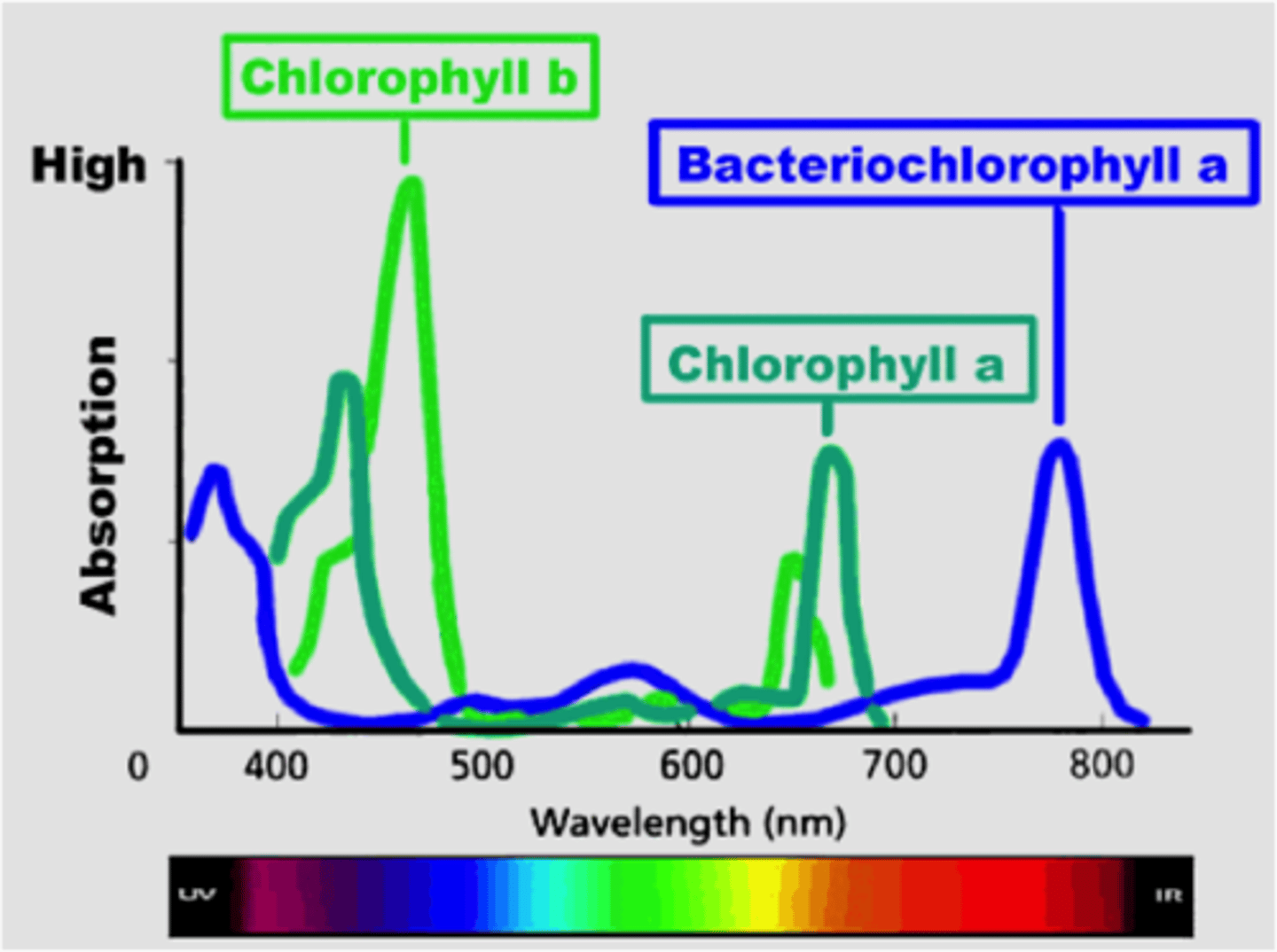 <p>Green bacteria, purple bacteria: bacteriochlorophyll</p><p>absorbs light of shorter and longer wavelengths than Chl a</p>