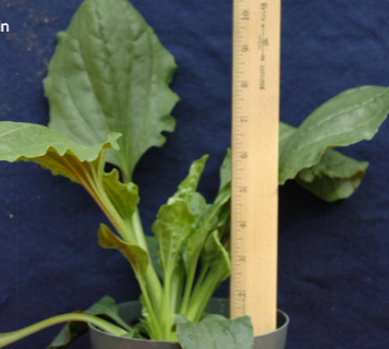 <p>Broadleaf plantain (Plantaginaceae)</p>