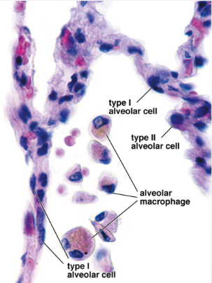 <p>what is the function of pneumocytes T2?</p>