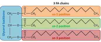 <p>Fat Molecule; consists of three fatty acids linked to a a glycerol molecule</p>