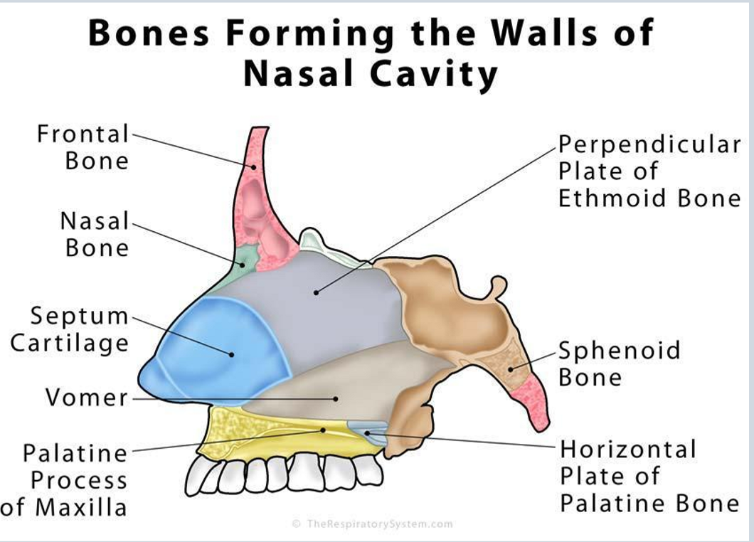 <p>anteriorly = frontal bone and nasal bone</p><p>posteriorly = sphenoid bone</p><p>inferiororly = vomer and palatine bone</p><p>superiorly = frontal bone</p><p>lateral = ethmoid bone</p><p></p>