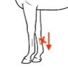 <p>very faint pulse = good, healthy</p><p>heavy pulse = bad, injury or laminitis</p><ul><li><p>distilled limb → inflammation</p></li><li><p>infection of foot</p></li></ul><p></p>
