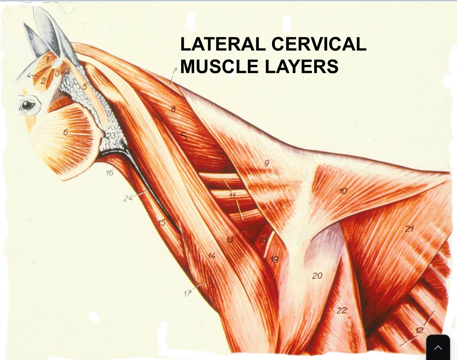 <p>write the number and structure of the superfical lateral muscles</p>