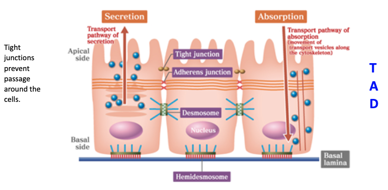<p>Tight → Adherens → Desmosome</p>