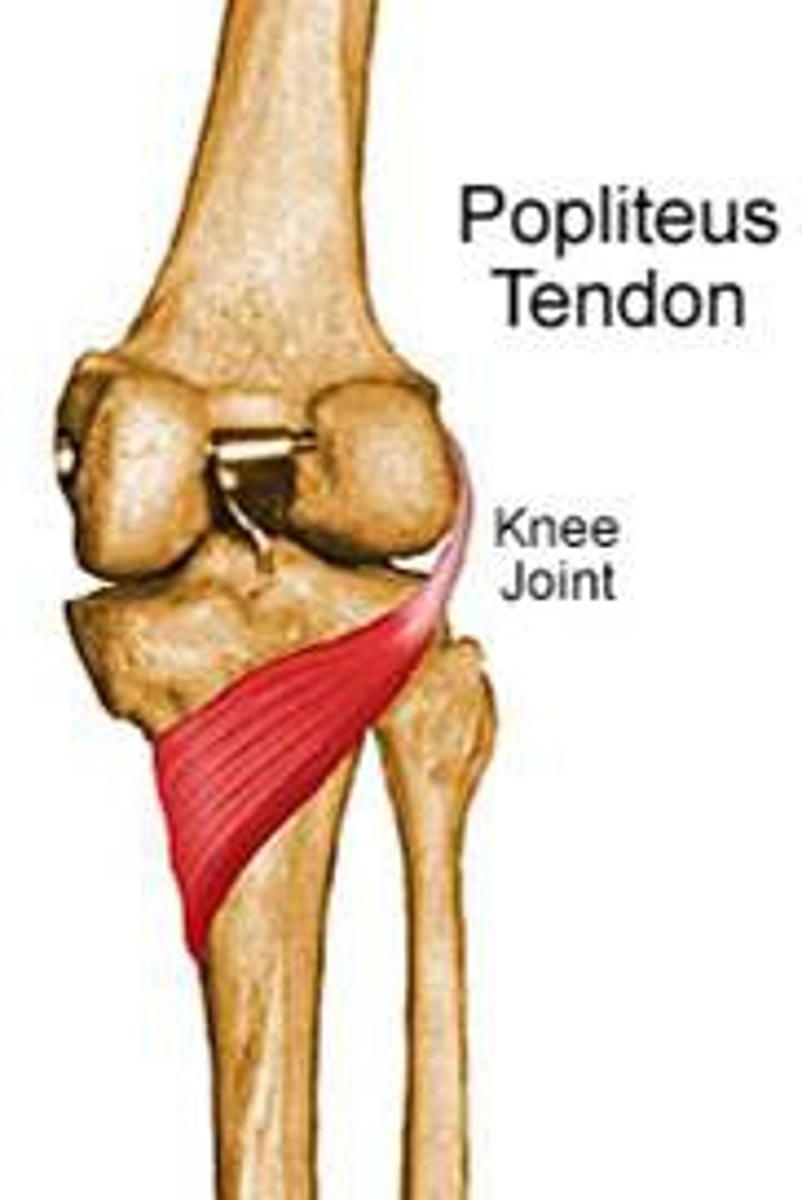 <p>-Origin lateral femoral epicondyle</p><p>-Insertion posterior surface of tibia proximal to soleus line</p><p>-Nerve Tibial nerve</p><p>-*Actions*</p><p>=Medially rotates tibia on the femur if the femur is fixed (sitting down) or</p><p>= laterally rotates femur on the tibia if tibia is fixed (standing up),</p><p>=unlocks the knee to allow flexion (bending)</p>