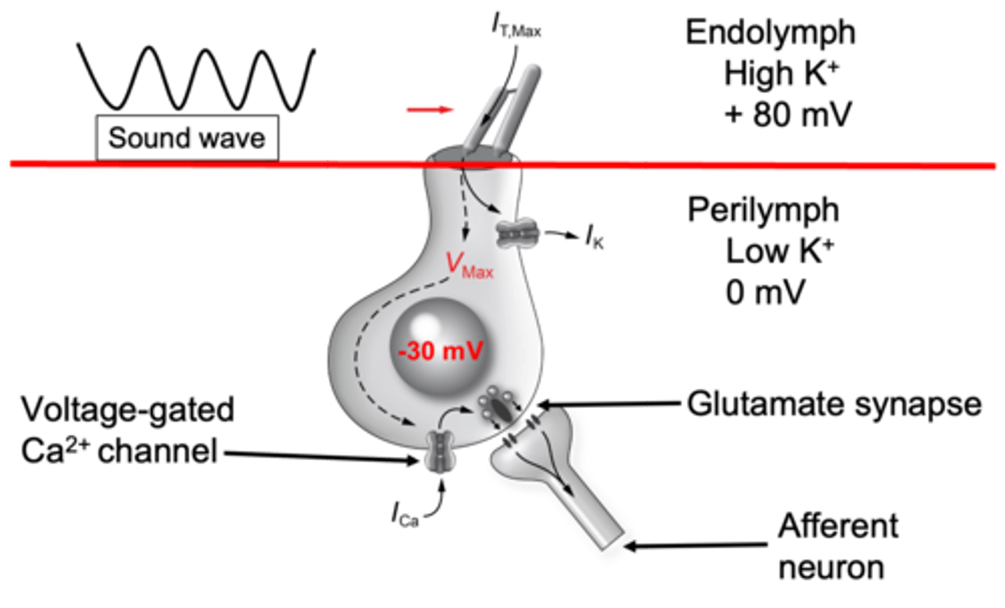 <p>At the bottom we have ____________ surrounding the cell body</p>