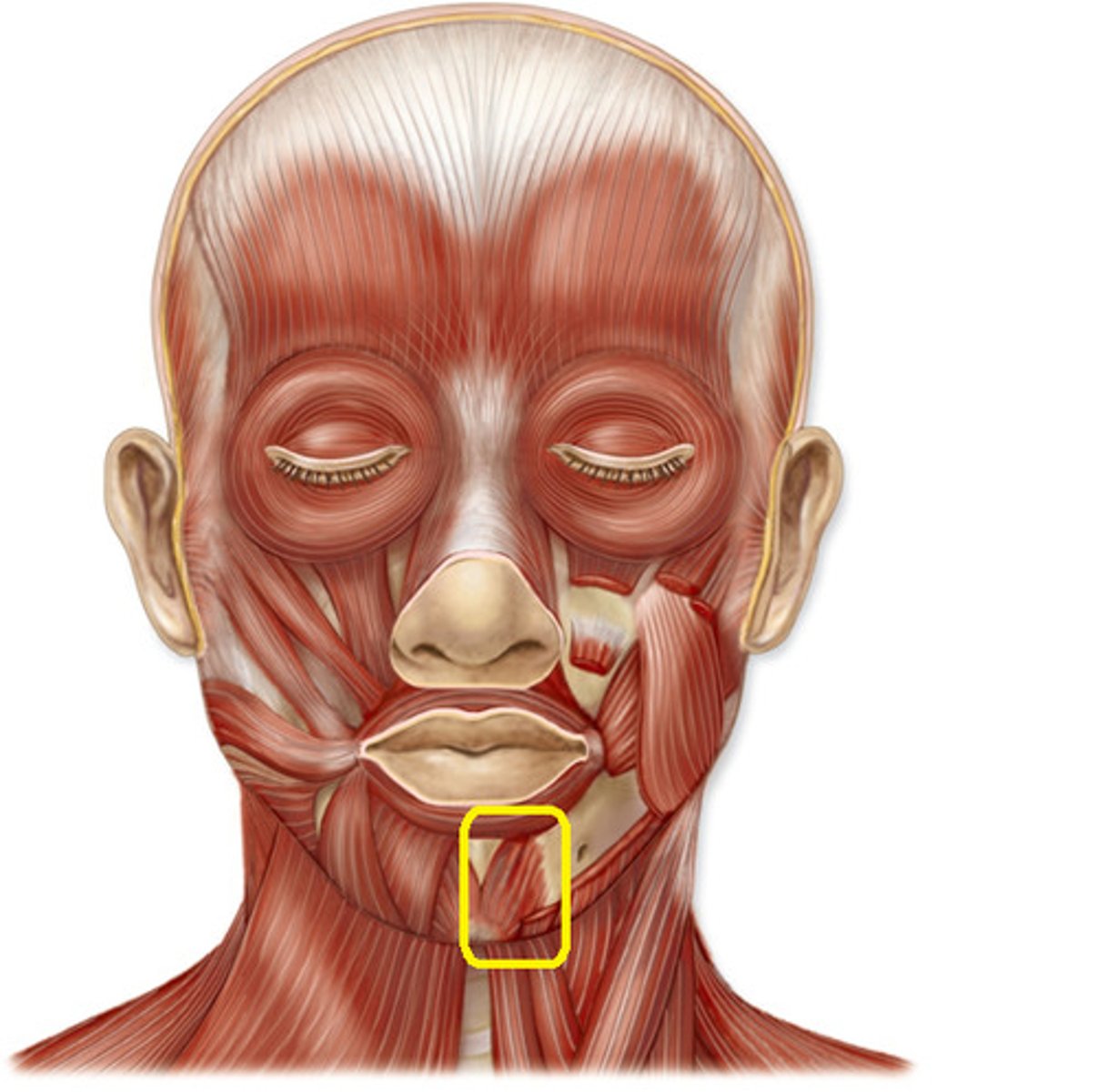 <p>Origin: body of the mandible</p><p>Insertion: skin of the chin</p><p>Action: elevates, protracts, and depresses lower lip</p>