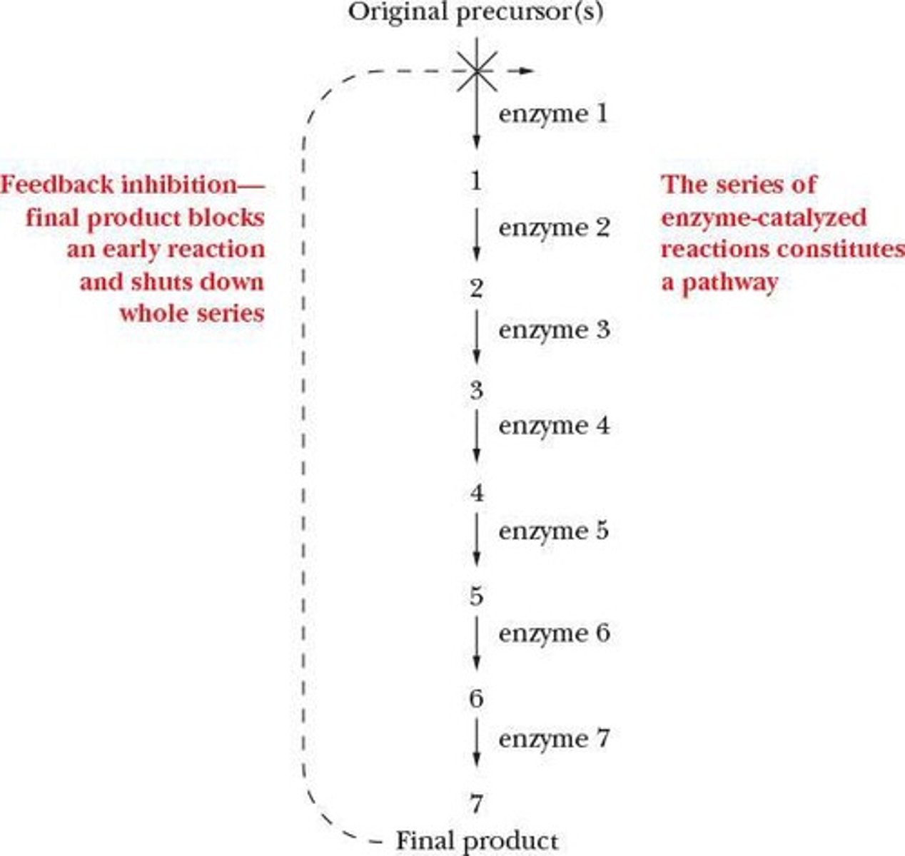 <p>A process where the final product of a series of reactions inhibits the first reaction in the series.</p>