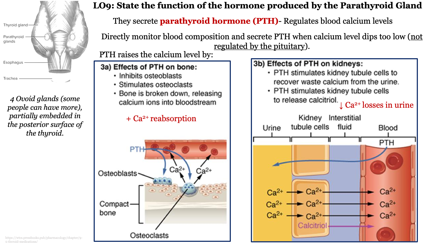 secretes parathyroid hormone (PTH) which regulates calcium level in the blood; directly monitors blood composition and secretes PTH when calcium level dips too low (not regulated by the pituitary)