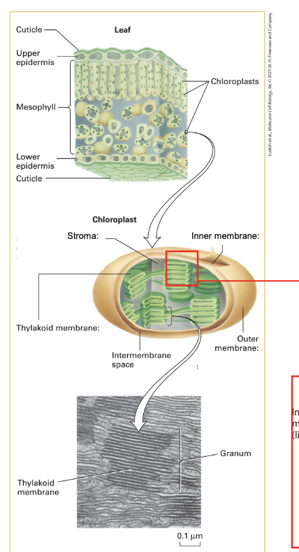 <ul><li><p><strong>double</strong> membrane organelle</p><ul><li><p><strong>outer</strong> membrane = highly permeable to small molecules</p></li><li><p><strong>inner</strong> membrane = less permeable, requires transporters</p></li></ul></li><li><p>intermembrane space = <strong>stroma</strong> (like cytoplasm)</p></li><li><p>stroma contains <strong>thylakoids </strong>(membranous structure) → form stacks called <strong>grana</strong></p><ul><li><p>enclose distinct space called <strong>lumen</strong></p></li></ul></li></ul><p></p>