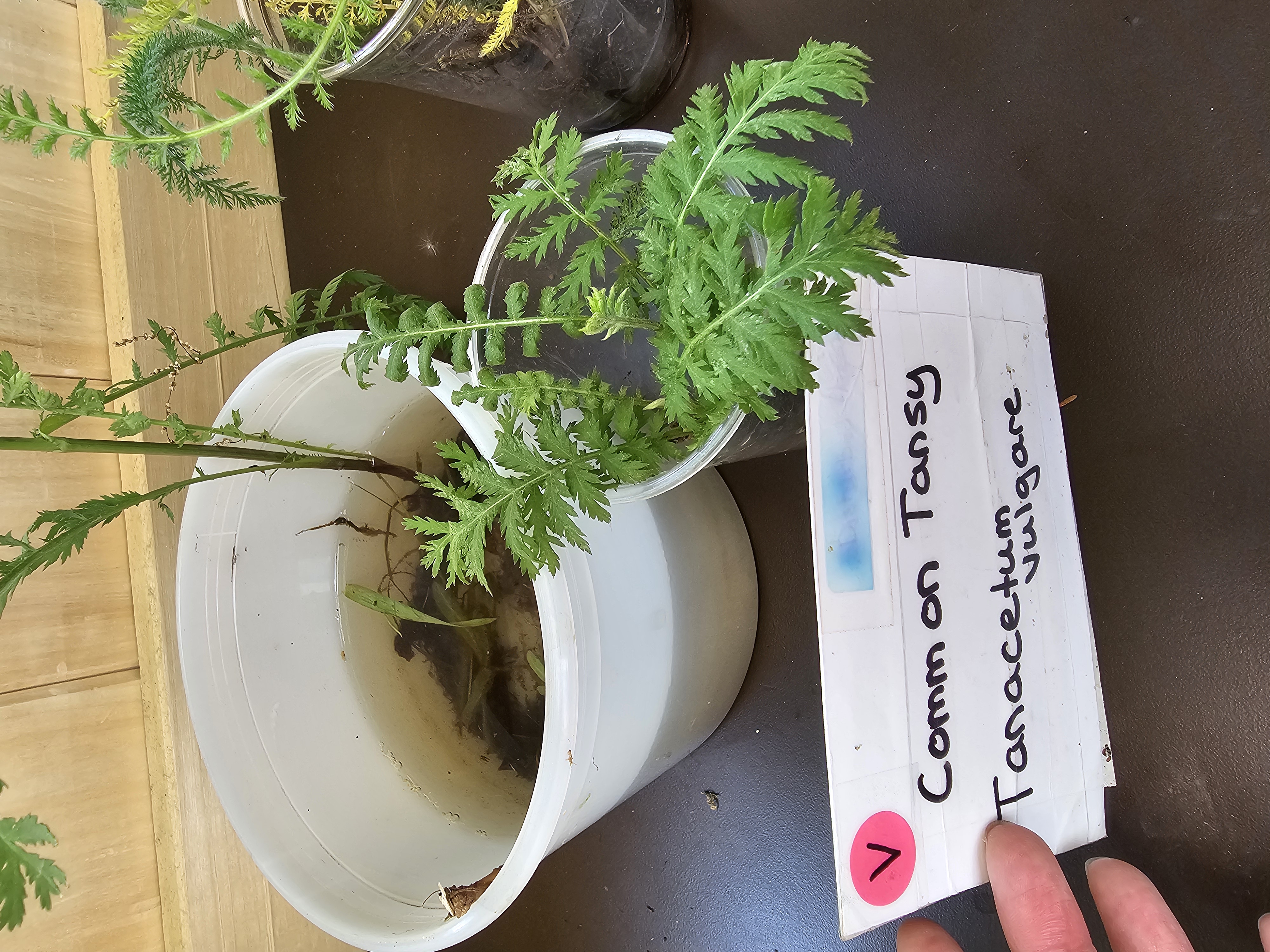 <p><em>Tanacetum vulgare</em></p>