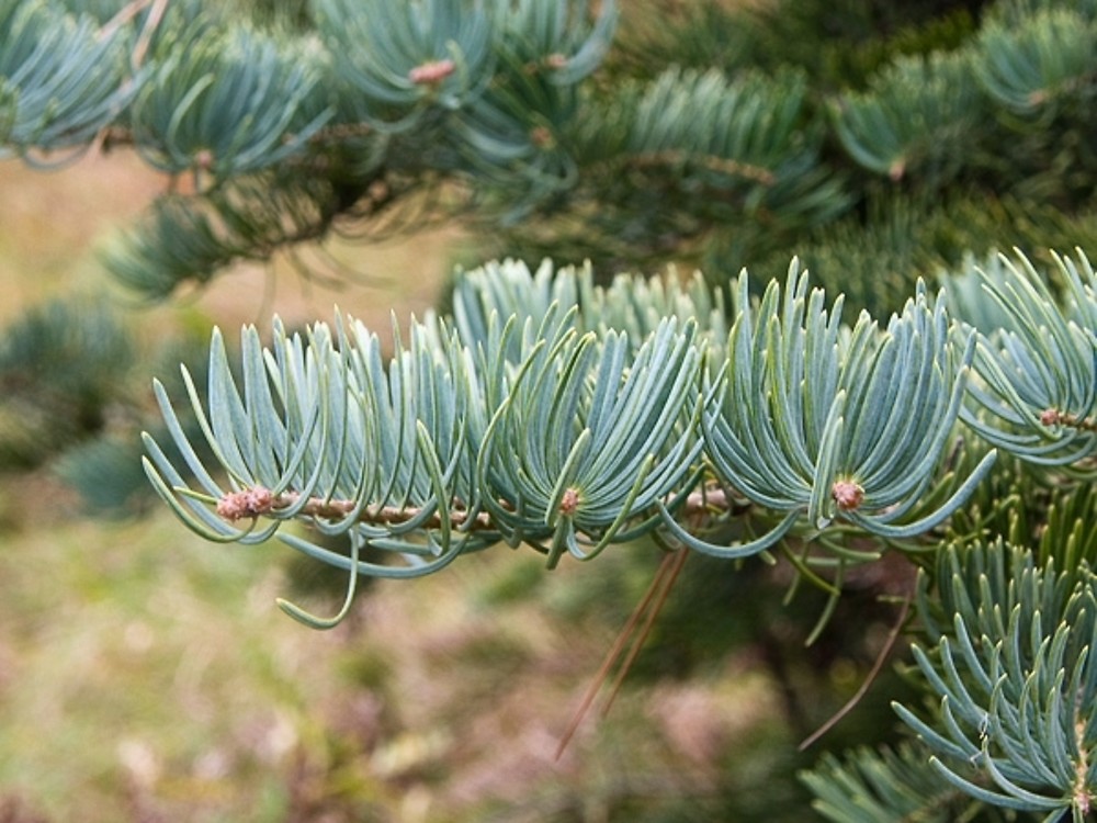<p>folliage/needles grow up like a chair. white bloom on underside. upright cones, no distinguishing bracts</p>
