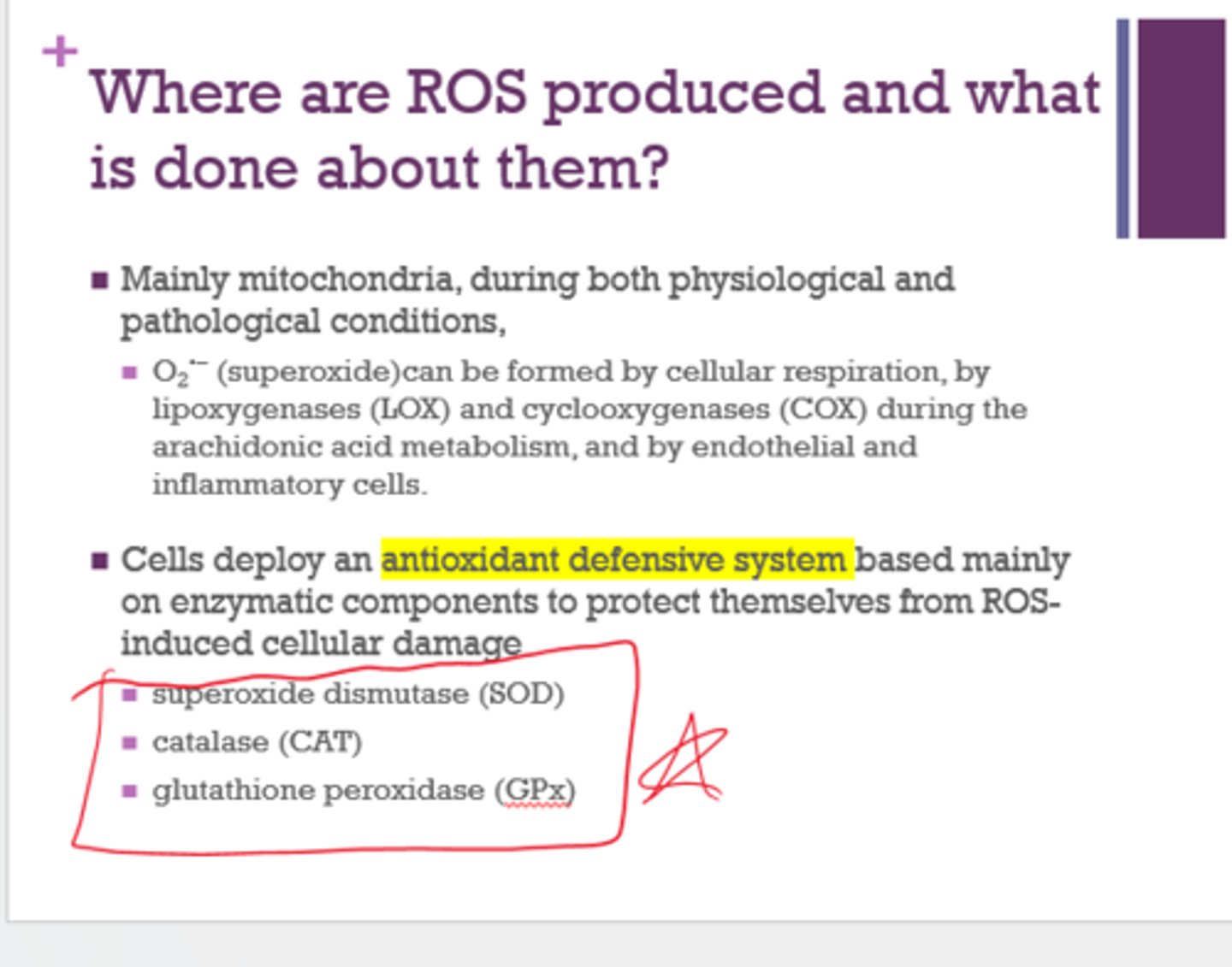 <p>primarily in mitochondria</p>