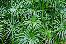 <p><em>Cyperus</em></p>