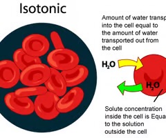 <p>isotonic solution</p>