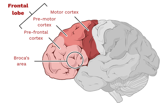 <ul><li><p>Motor cortex: movement of skeletal muscles</p></li><li><p>Broca’s motor speech area: speech production, language processing</p></li><li><p>Prefrontal cortex: behavior, motivation, goal setting</p></li></ul><p></p>