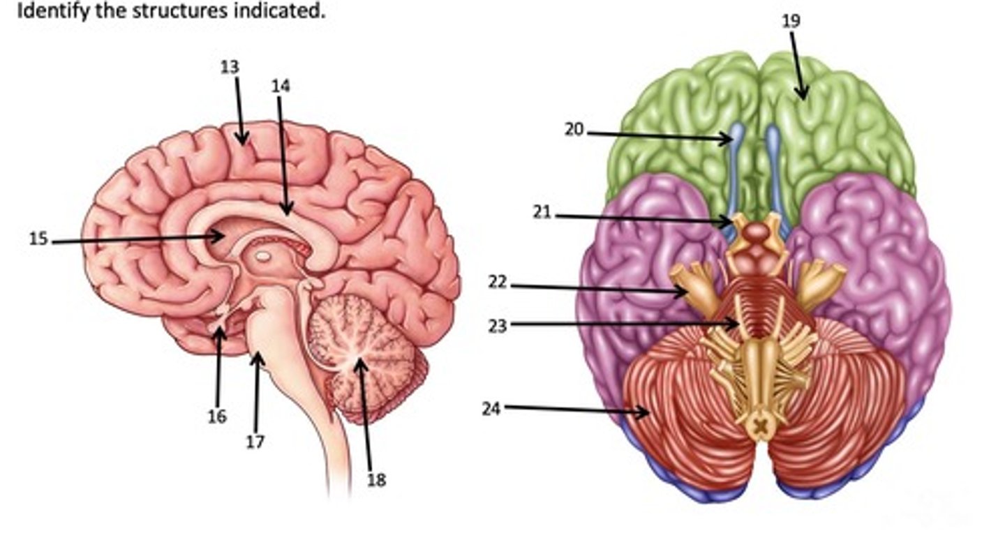 <p>What brain structure is represented by #19?</p>
