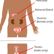 <p>Ovaries (females only)</p>