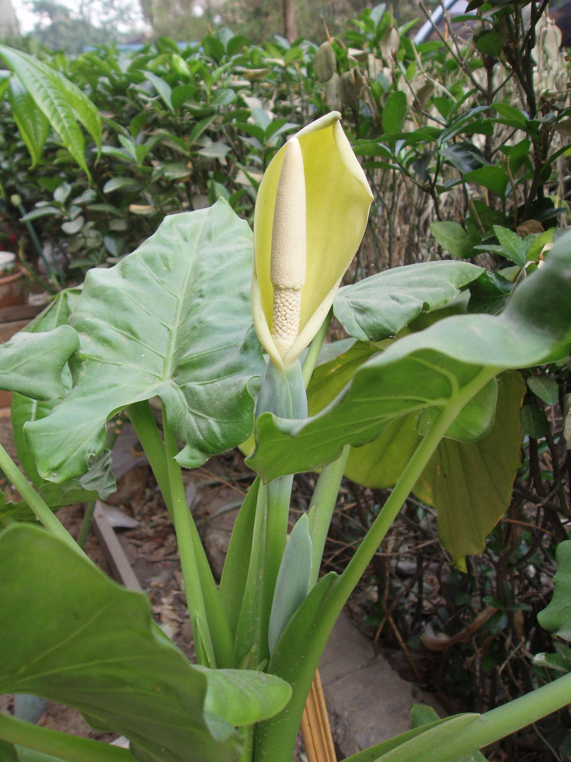 <p>giant taro</p>