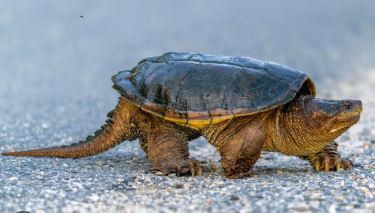 <p>Snapping Turtle </p>