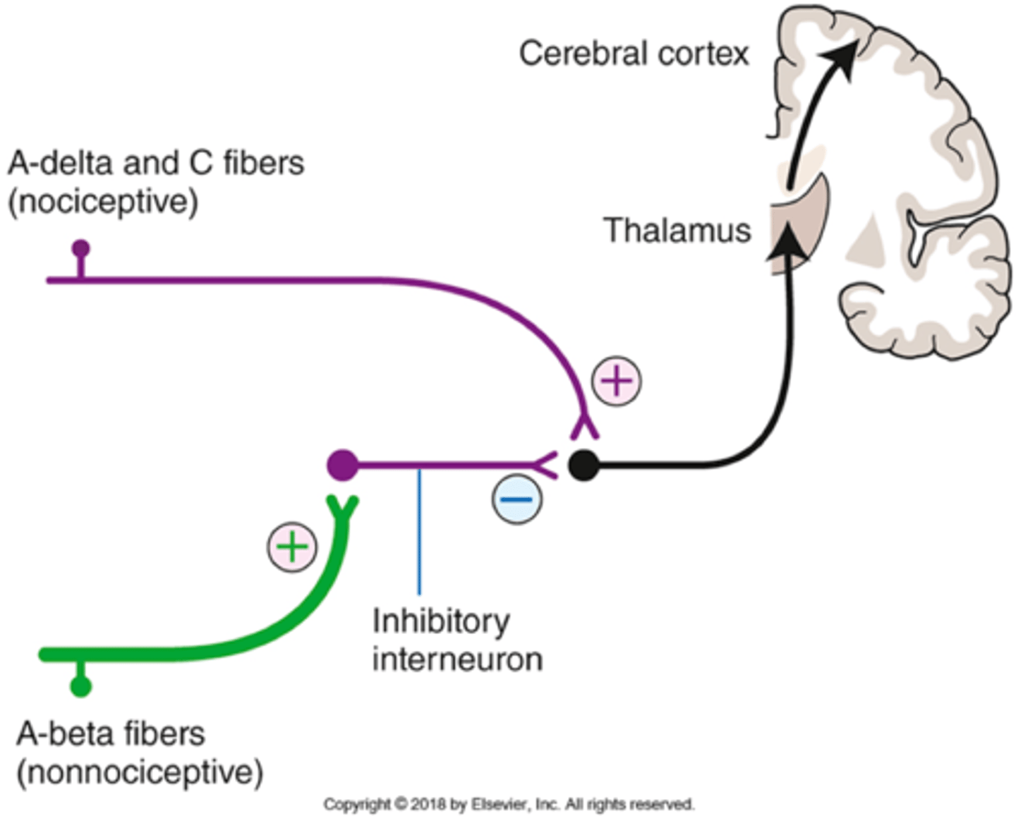 <p>inhibitory</p><p>diminishes</p><p>mechanical stimulation</p><p>release of natural opioids</p>