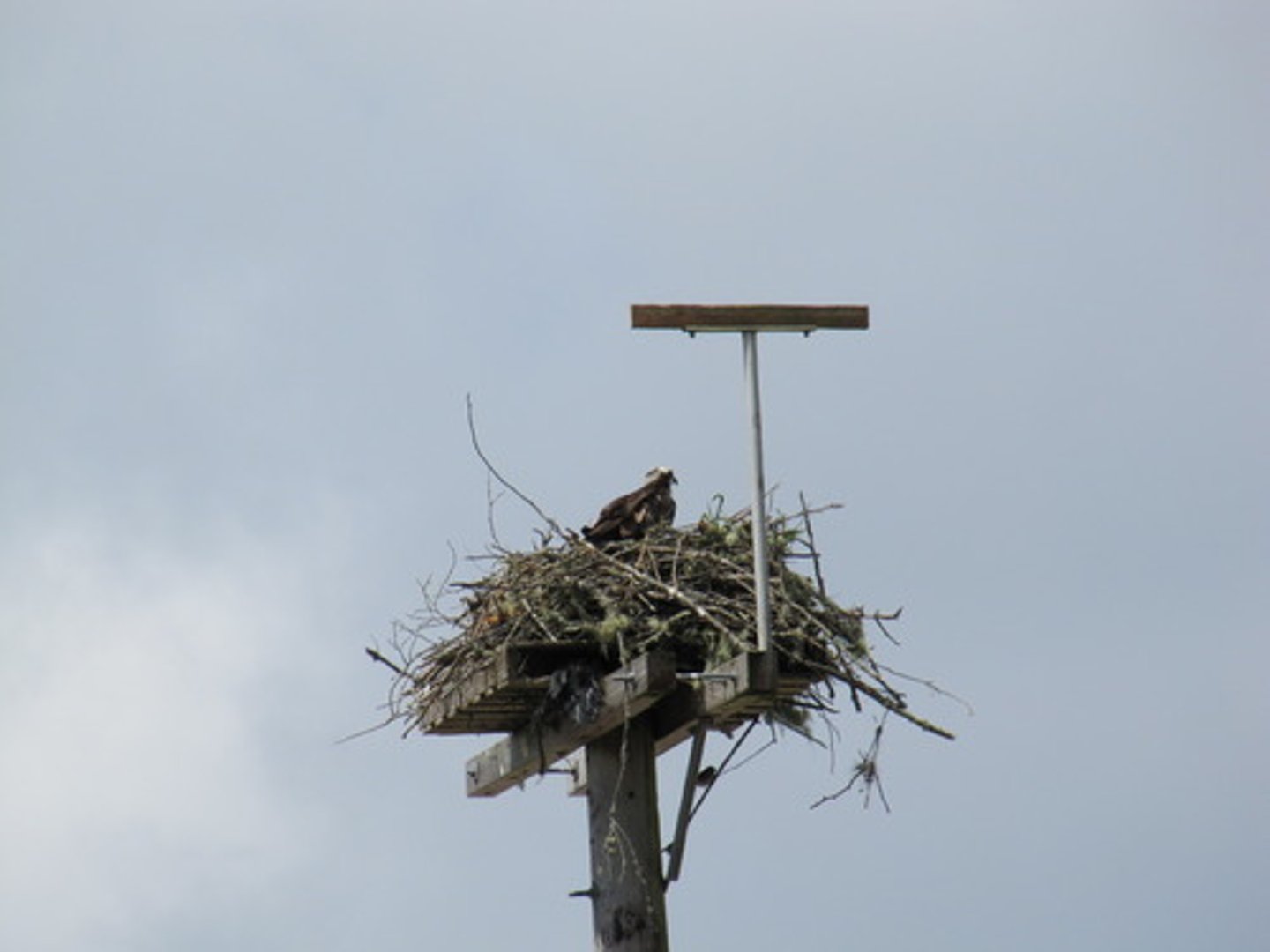 <p>a nest built high in the air; an elevated, often secluded, dwelling</p>
