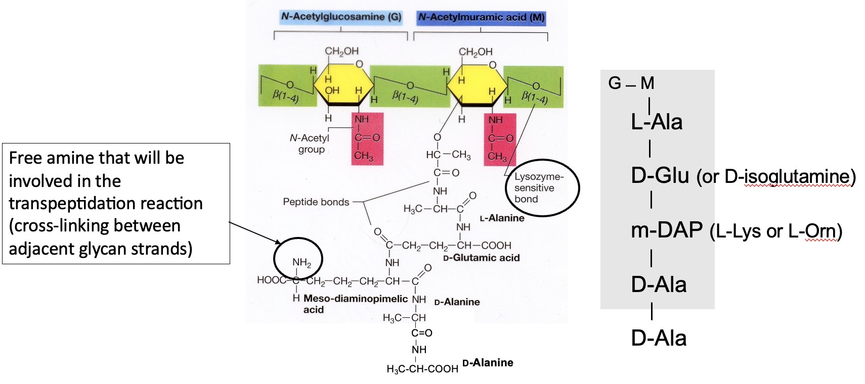 <p>Basic Unit of Peptidoglycan</p>