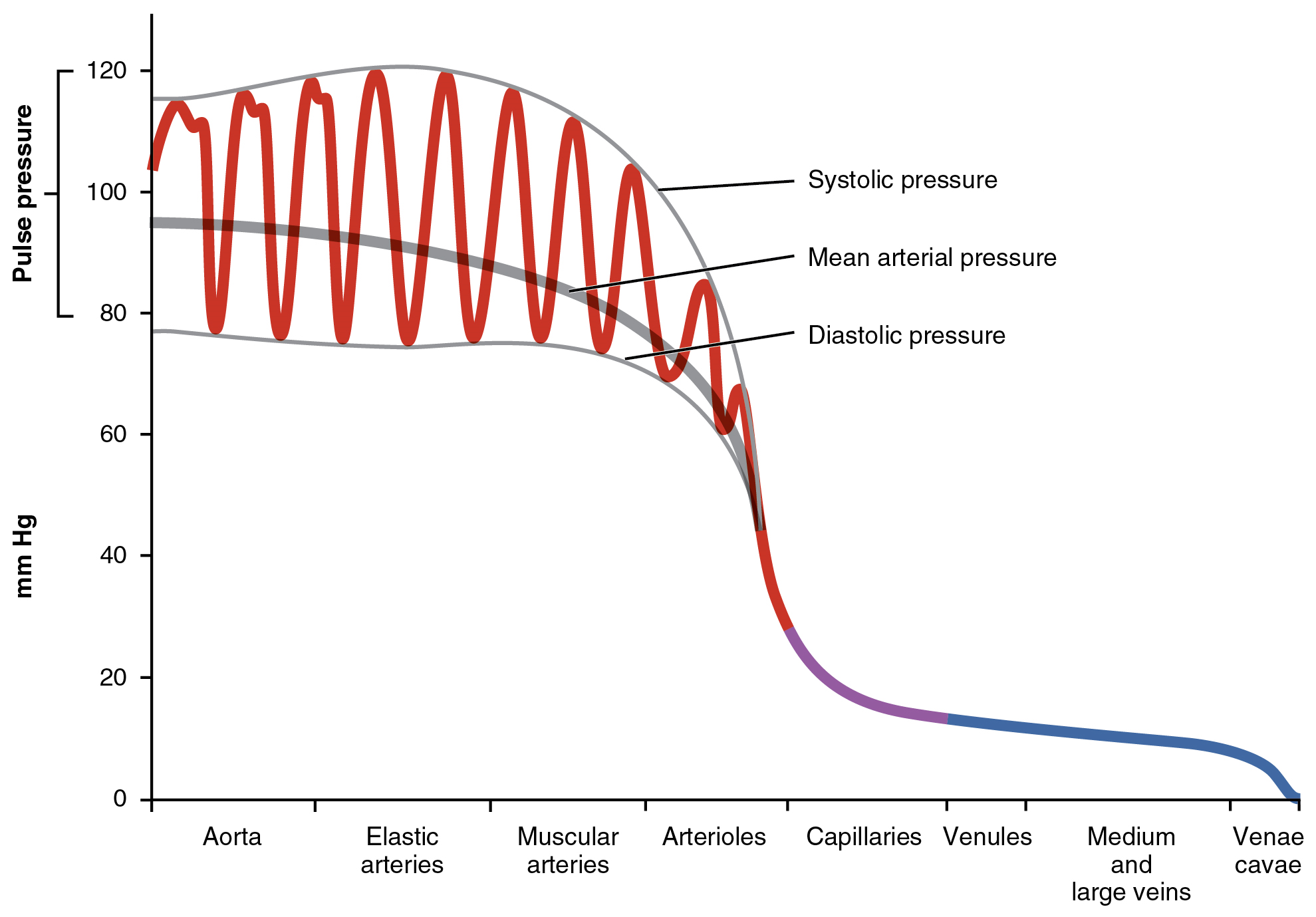 <p>the average arterial pressure throughout one cardiac cycle (systole and diastole)</p><p>Most people need at least 60 mmHg</p>