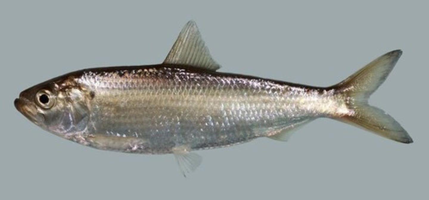 <p>spread to Great Lakes through Welland Canal, zooplanktivore, important prey source for salmonids, "sawbelly". Habitat: saltwater fish that spawn in freshwater streams; also introduced into inland lakes and able to survive</p>