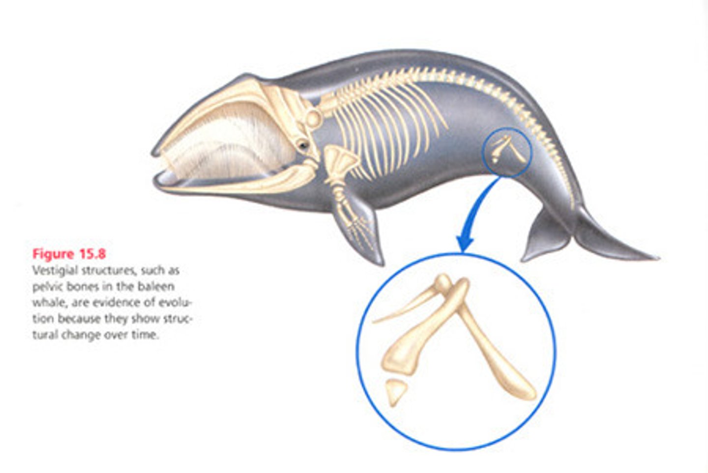 <p>Any part of an organism that has diminished in size during its evolution because the function it serves has decreased in importance, e.g appendix in humans</p>