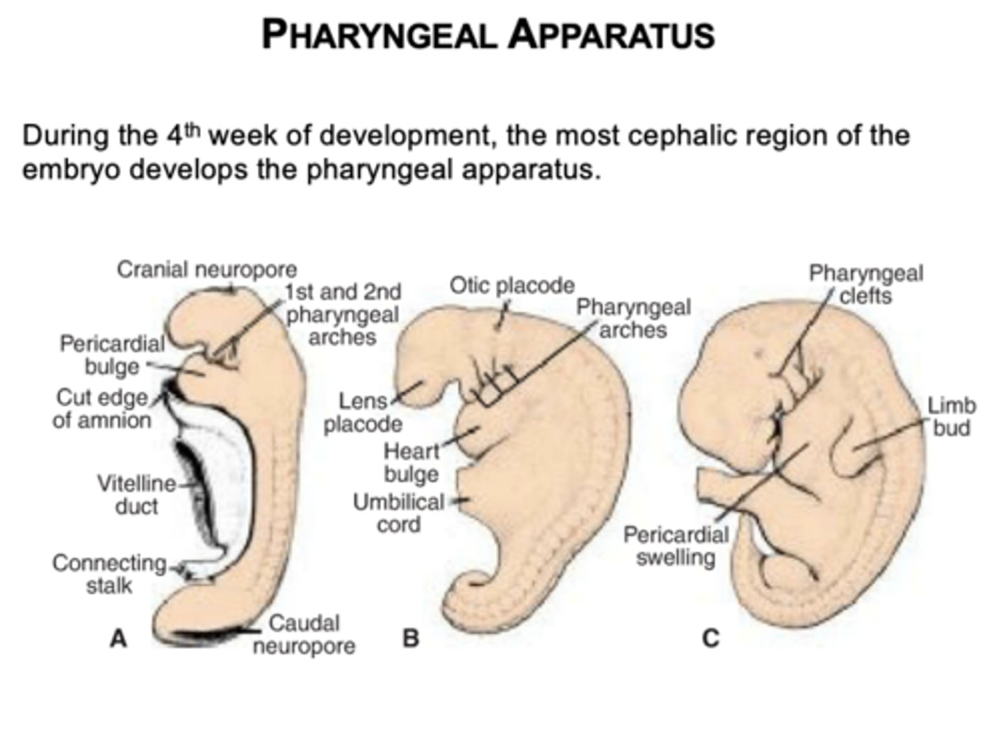 <p>During the 4th week of development in the most cephalic region of the embryo.</p>