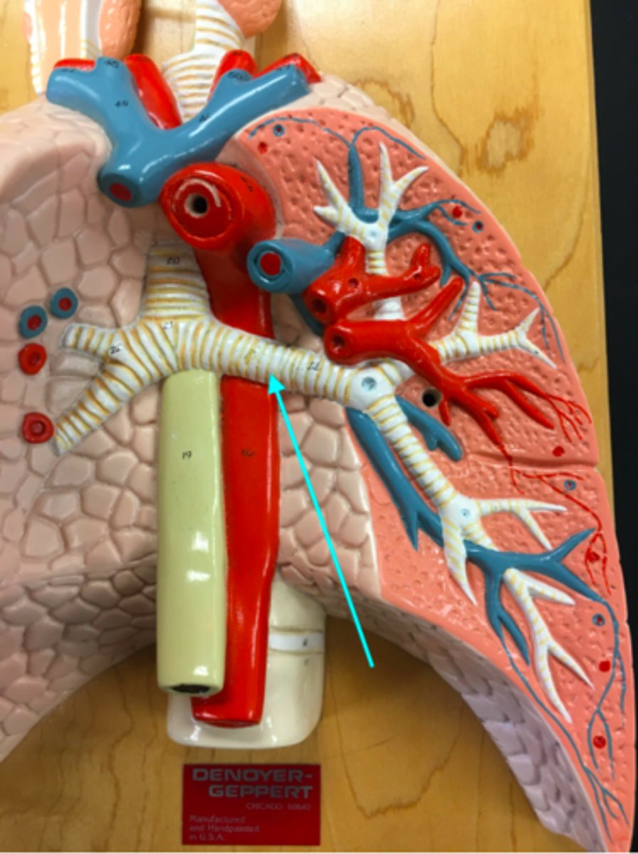 <p>What structure of the heart/lung model is the blue arrow pointing at?</p>