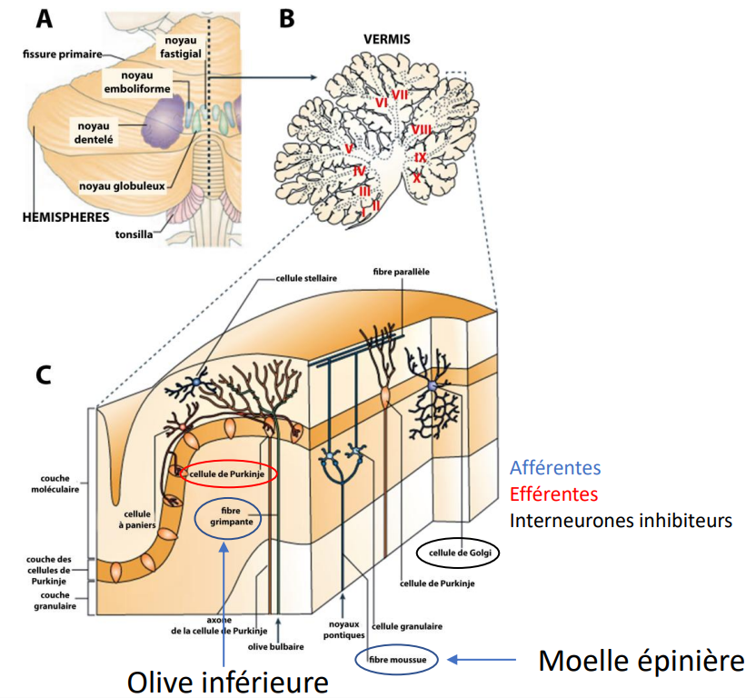 <p><span style="background-color: transparent;"><strong><span>Le cervelet</span></strong></span></p><p><span style="background-color: transparent;"><strong><span>Structure et connexions</span></strong></span></p><p><span style="background-color: transparent;"><span>Le </span><strong><span>cervelet</span></strong><span> est constitué de </span><strong><span>deux hémisphères</span></strong><span>, séparés par une structure médiane appelée </span><strong><span>vermis</span></strong><span>, et divisés en </span><strong><span>lobe antérieur</span></strong><span> et </span><strong><span>lobe postérieur</span></strong><span>.<br> Il présente une surface plissée semblable à celle du cortex et contient plusieurs </span><strong><span>noyaux profonds</span></strong><span>, dont le </span><strong><span>noyau dentelé</span></strong><span>, particulièrement impliqué dans la motricité.</span></span></p><p><span style="background-color: transparent;"><span>Il reçoit un </span><strong><span>grand nombre de fibres afférentes</span></strong><span> provenant de presque toutes les régions du cerveau (notamment des aires frontales et pariétales) ainsi que de la moelle épinière.<br> Ses </span><strong><span>fibres efférentes</span></strong><span>, issues des </span><strong><span>cellules de Purkinje</span></strong><span>, se projettent principalement vers le </span><strong><span>cortex prémoteur</span></strong><span> et d’autres régions motrices, formant une </span><strong><span>boucle cortico-cérébelleuse</span></strong><span> essentielle pour le contrôle fin du mouvement.</span></span></p>