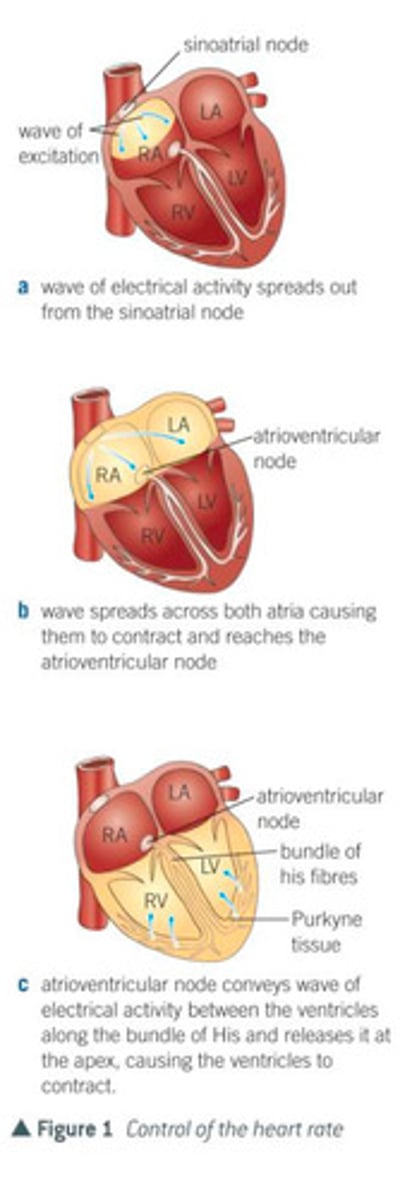 <p>- a wave of electrical excitation spreads out from the SAN across both atria, causing them to contract</p><p>- a layer of non-conductive tissue (atrioventricular septum) prevents the wave crossing to the ventricles</p><p>- the wave of excitation enters a second group of cells called the atrioventricular node (AVN) which lies between the atria.</p><p>- the AVN, after a short delay, conveys a wave of electrical excitation between the ventricles along a series of specialised muscle fibres called Purkyne tissue which collectively make up a structure called. the bundle of His.</p><p>- the bundle of His conducts the wave through the atrioventricular septum to the base of the ventricles, where the bundle branches into smaller fibres of Purkyne tissue</p><p>- the wave of excitation is released from the Purkyne tissue, causing the ventricles to contract quickly at the same time, from the bottom of the heart upwards.</p>