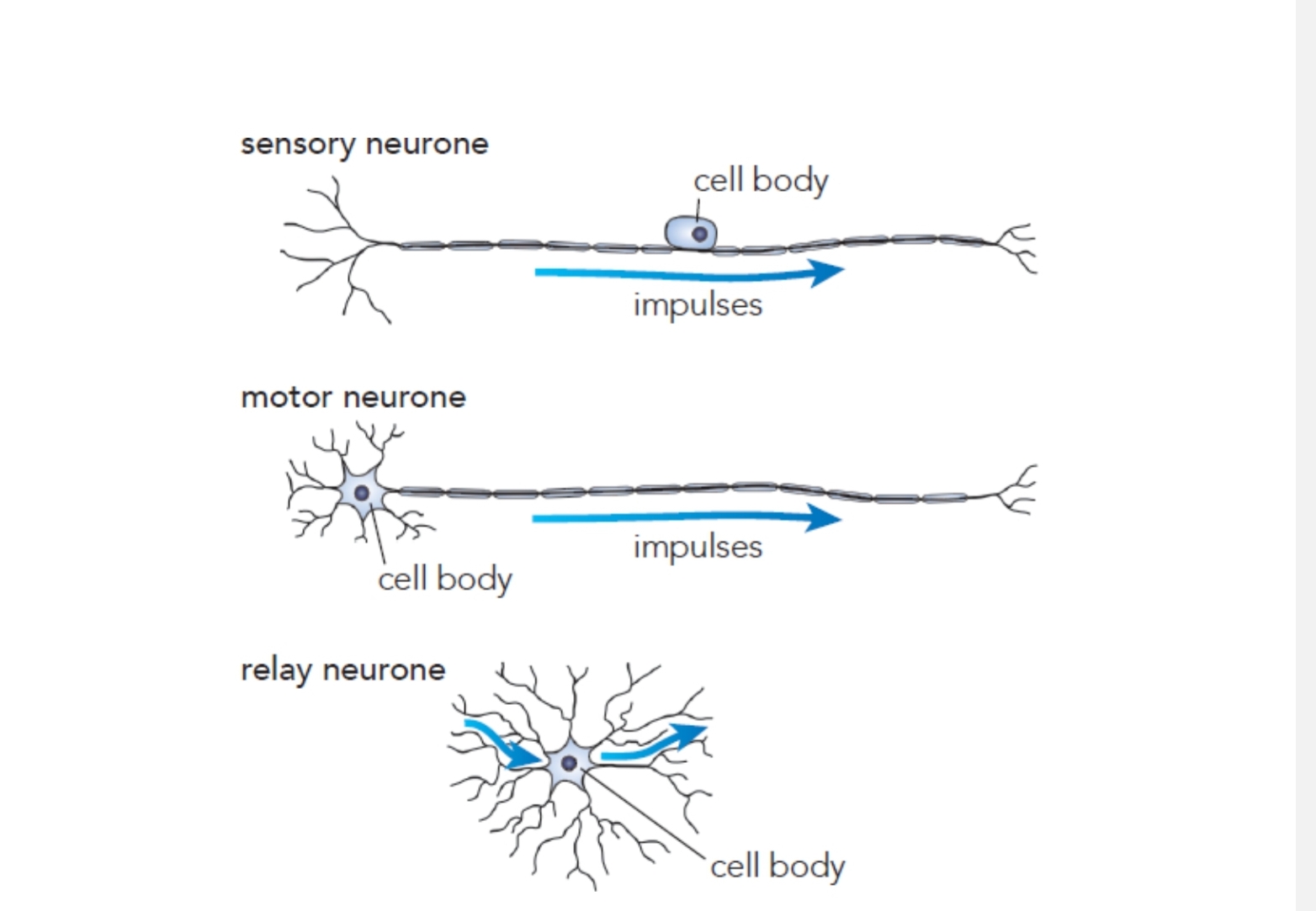 <ul><li><p>Sensory ( from sense organs ( or receptors )  to CNS )</p></li><li><p>Relay ( from sensory neurones CNS to Motor neurones CNS)</p></li><li><p>Motor ( from CNS to effectors)</p></li></ul>