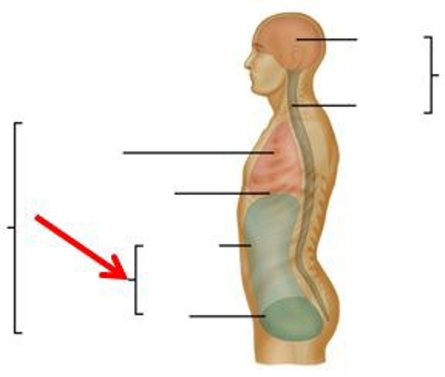 <p>contains both the abdominal and pelvic cavities</p>