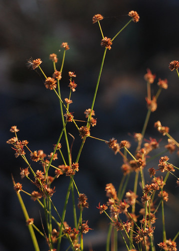 Juncaceae

Juncus acuminatus