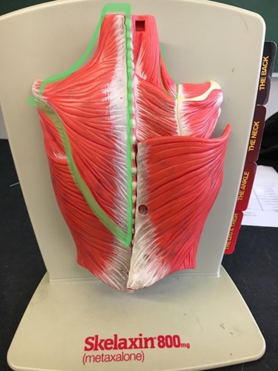 <p>Big muscle that looks like kite on back</p>
