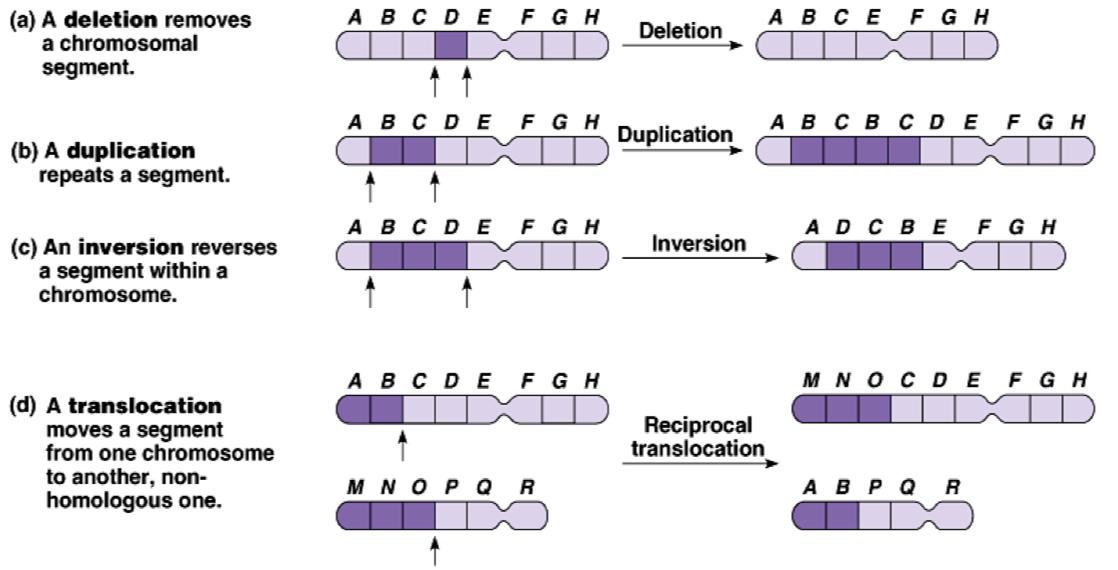 <p>1) chromosomal deletions and duplications → occurs during crossing over. non-sister chromatids of homologous chromosomes may break and rejoin at incorrect place such that one chromosome may give up more genes than it receives.</p><p>2) chromosomal inversion and translocation → results in disease even though amount of chromosomal material remains the same. gene’s expression can be influenced by its new location among neighbouring genes. eg genes next to enhancers can increase rate of gene expression</p><p>sig → phenotypic abnormalities that result are usually due to reduced or additional genetic material. chromosome deletions can result in zygotes loss, stillbirths or infant deaths.</p><p></p><p>EG</p><p>1) deletion in chromosome 5 → Cri-du-chat. child born is physically and mentally retarded, usually die in infancy. results from chromosomal deletion that occurs as a random event during formation of gametes</p><p>2) most of chromo 22 translocated onto chromo 9, small distal ration of chromo 9 translocated to chromo 22 → Chronic Myelogenous Leukemia CML. brings 2 genes next to each other and genes are transcribed and translated as one protein, which causes increased cell proliferation and reduced apoptosis, leading to cancer. symptoms include fever, night sweats, enlarged spleen</p><p>3) duplication on chromosome 17 → Charcot-Marie-Tooth syndrome CMT. this results in high gene dosage of myelin sheath protein, resulting in abnormal structure and function of myelin sheath. inherited in autosomal dominant condition. symptoms include loss of balance, poor motor skills. however not fatal, patients have normal life expectancy</p><p></p>