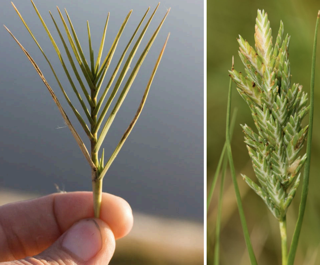 <p>What is this plant’s scientific name?</p>