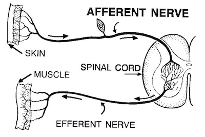 <p>Input. Away from the periphery to the CNS. Brain functions as the integrator. Includes somatic, special, and visceral senses</p>