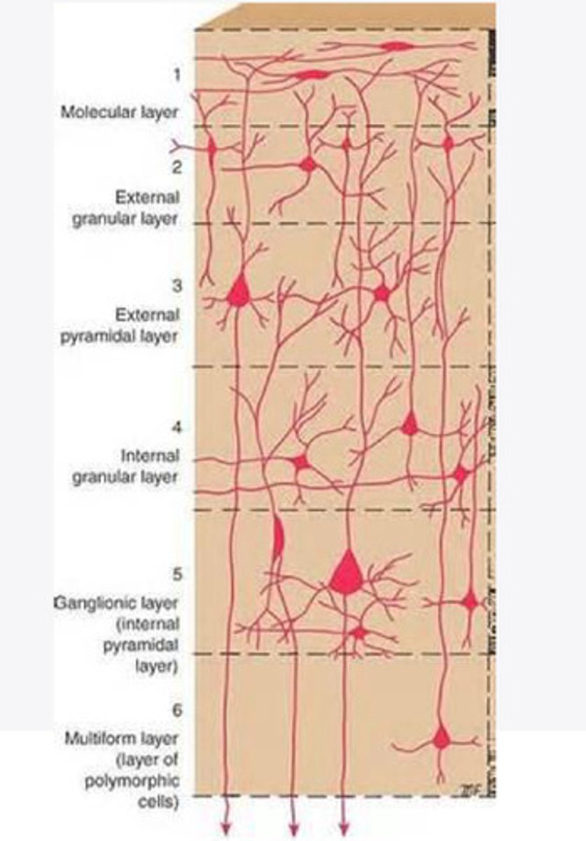 <p>What are the layers of the cortex that are associated with input?</p>