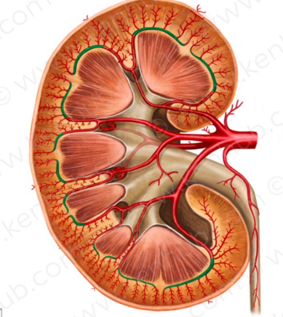 <p>bågformade kärl mellan märg och bark</p><p>gren från aa. interlobares</p>