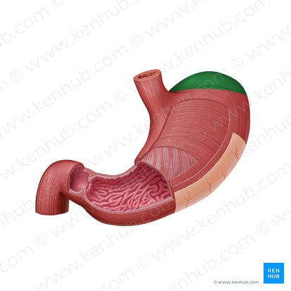 <p>The dome-shaped, upper portion of the stomach that lies superior to the esophageal opening.</p>
