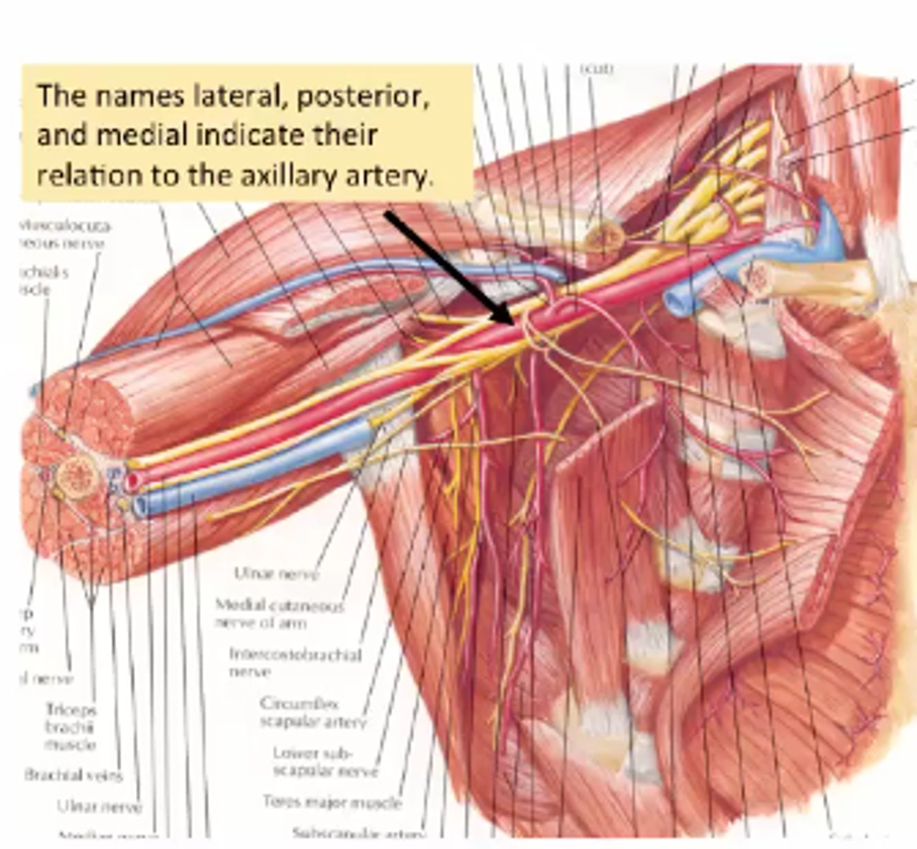 <p>axillary artery</p>
